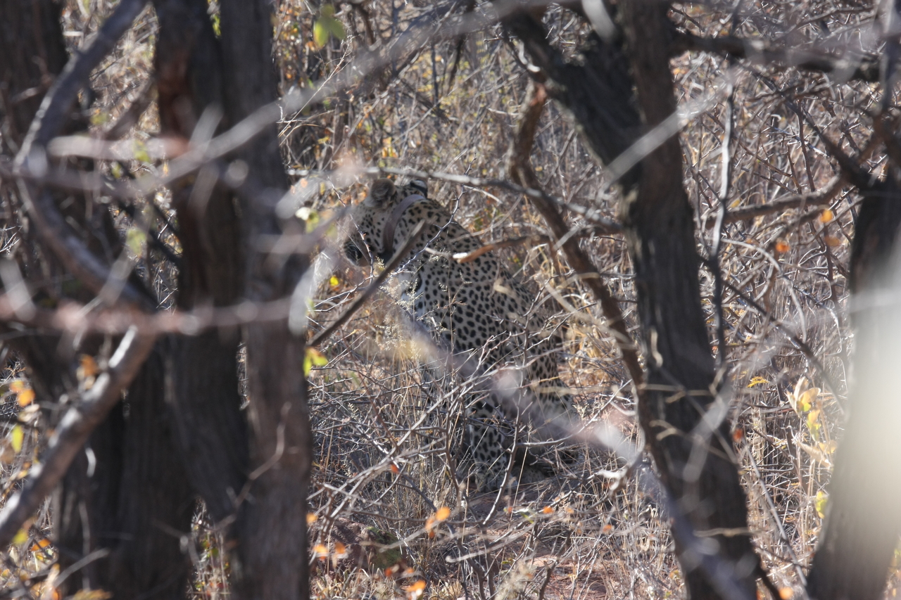 [1993] 2016_06_22_04_05_15_Africa_Canon_EOS_40D_IMG__00469.jpg