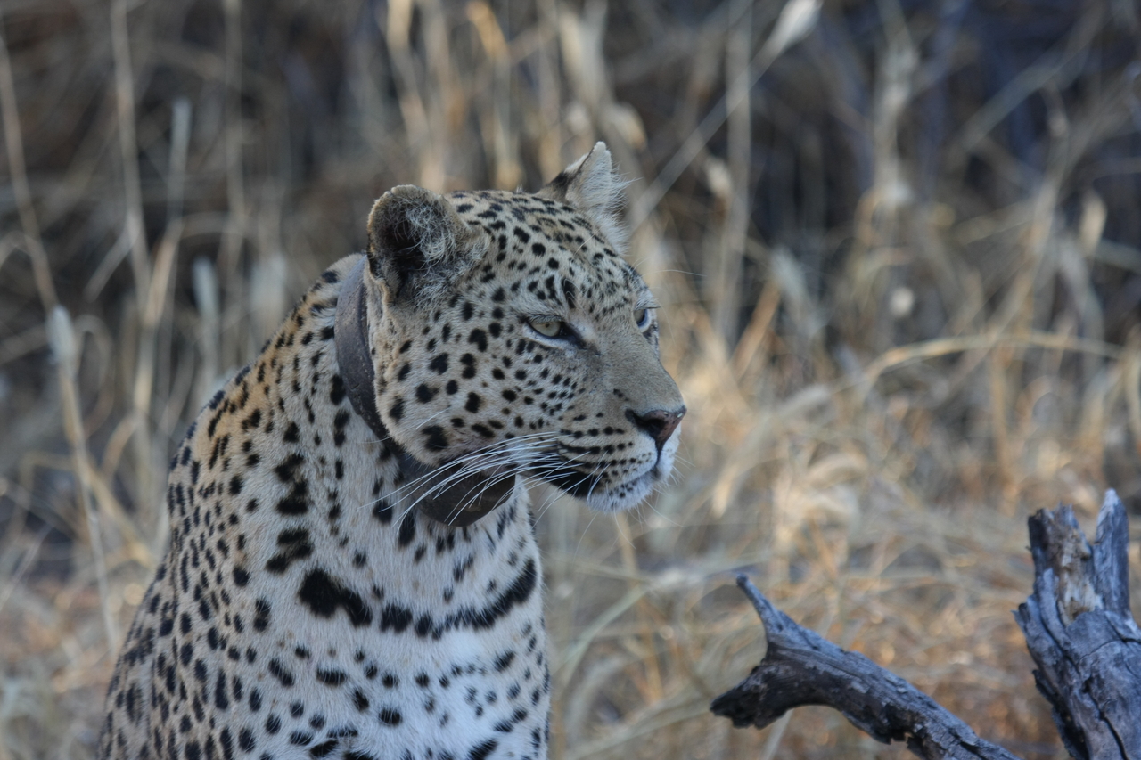 [3122] 2016_06_22_11_22_57_Africa_Canon_EOS_40D_IMG__00704.jpg