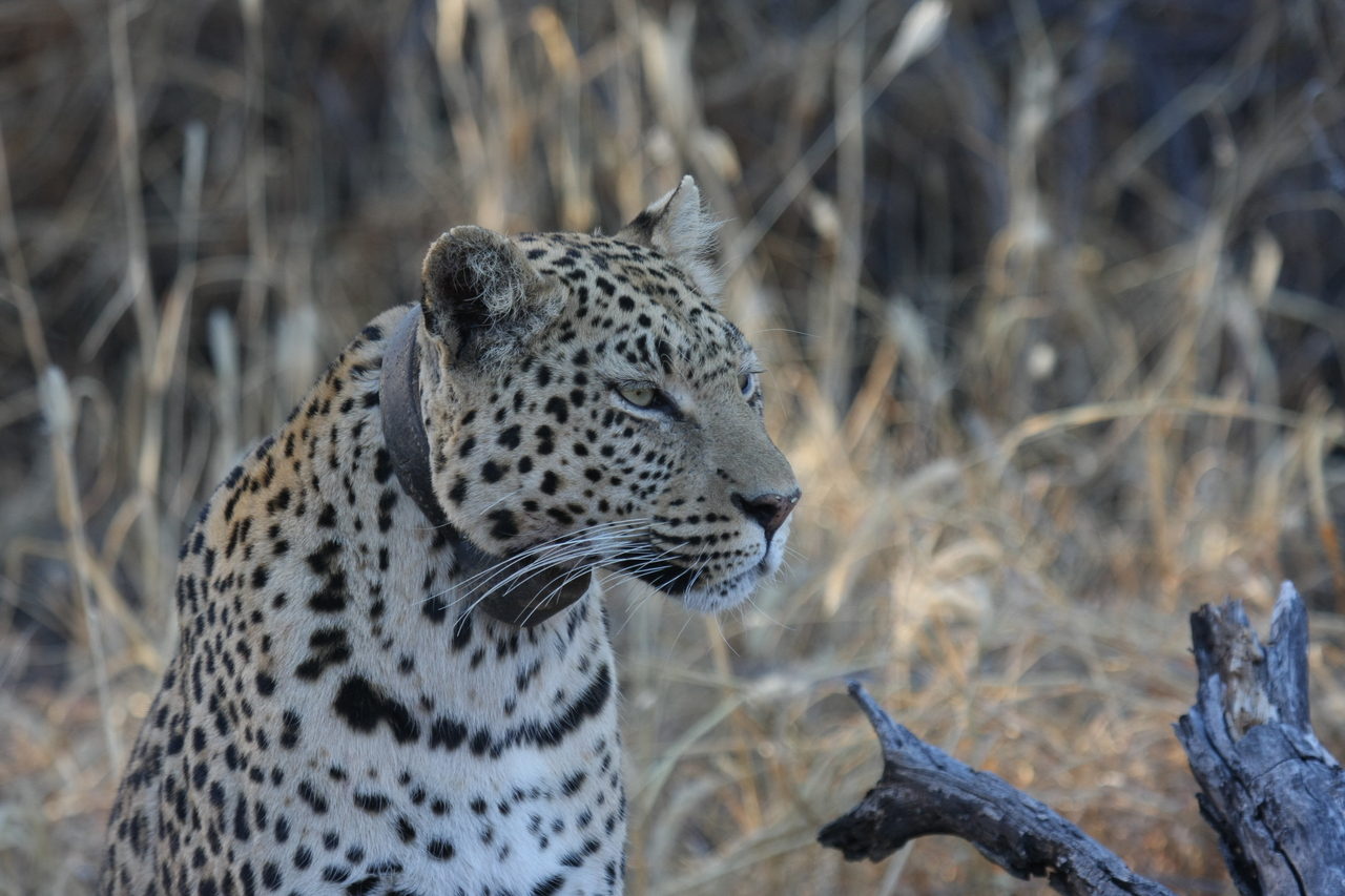 [3126] 2016_06_22_11_22_57_Africa_Canon_EOS_40D_IMG__08168.jpg