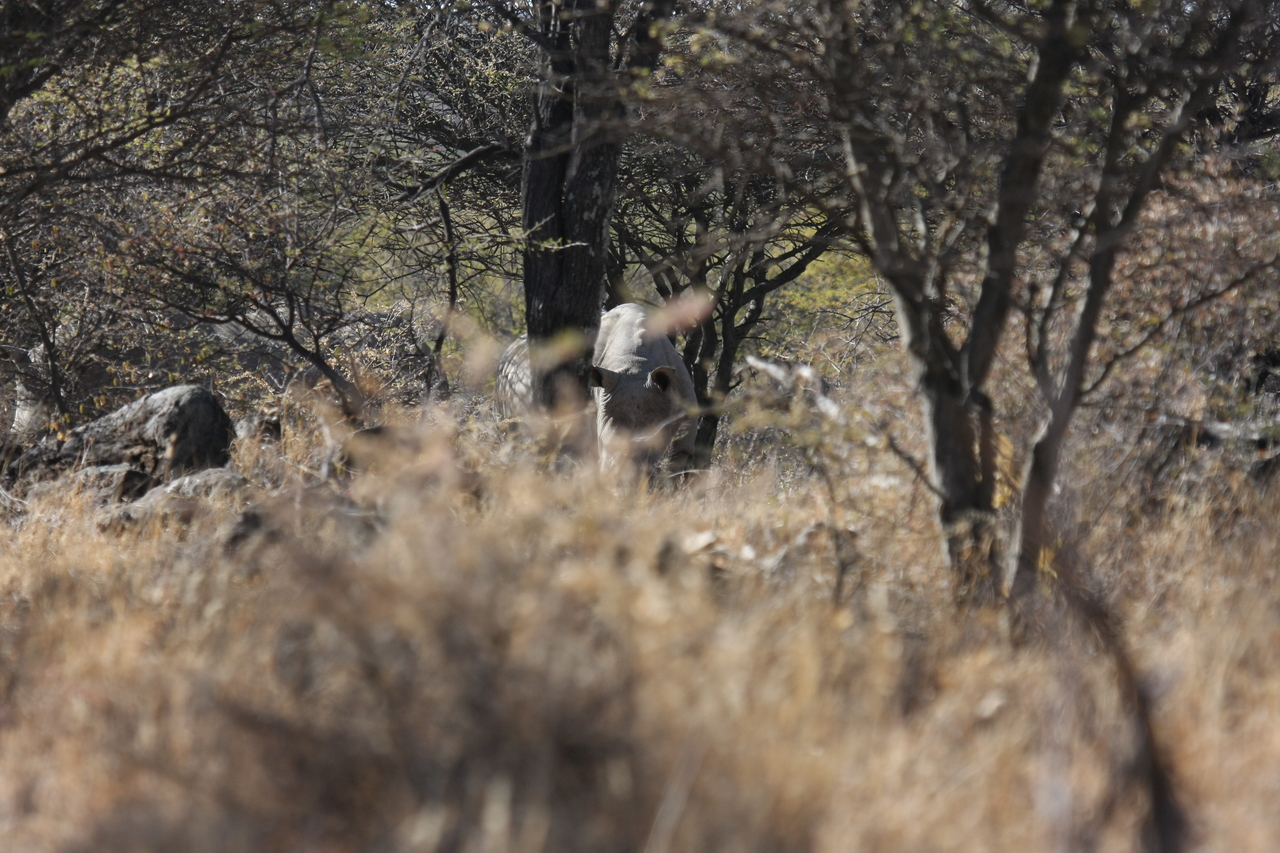 [4912] 2016_06_23_04_25_32_Africa_Canon_EOS_40D_IMG__00932.jpg