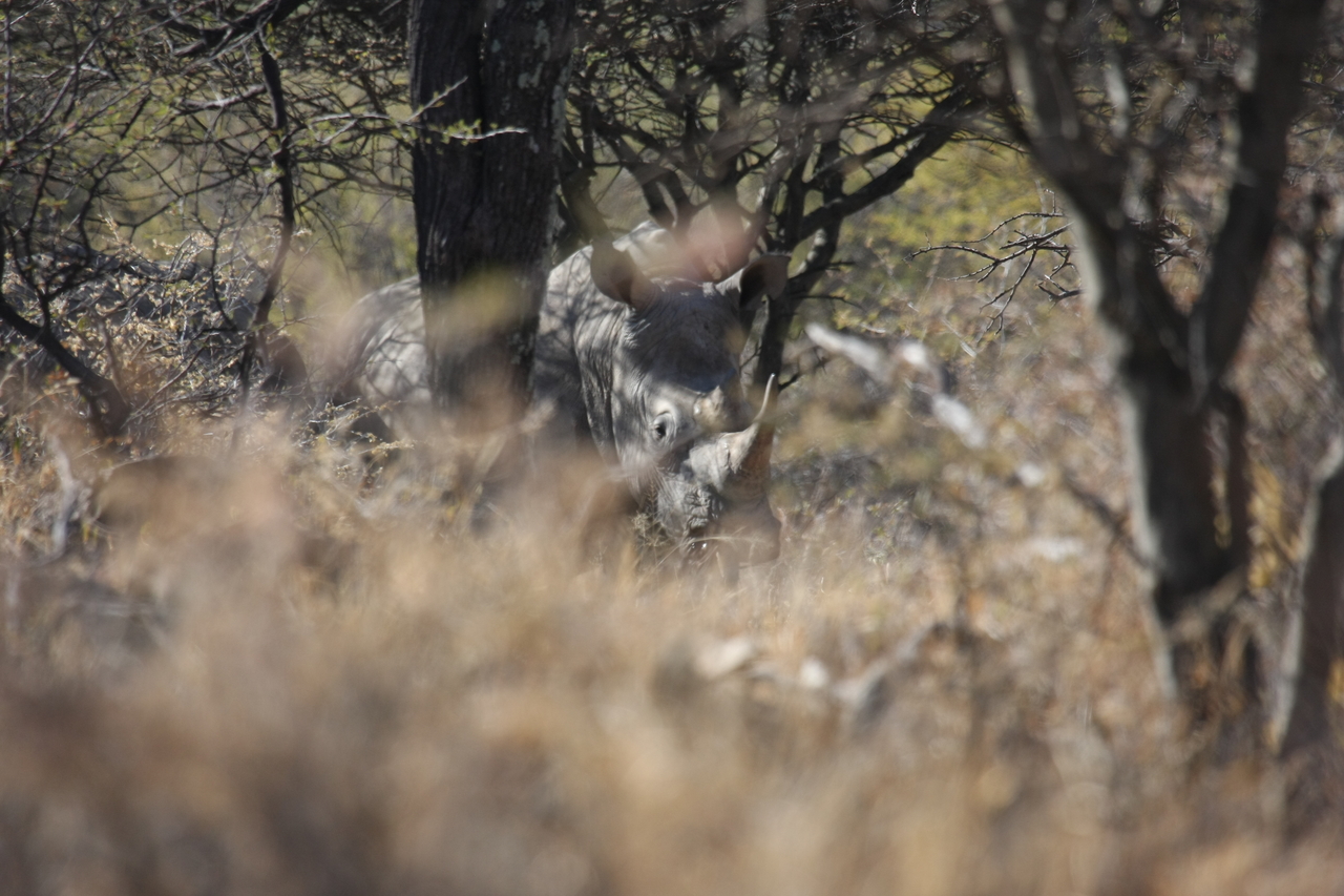 [4922] 2016_06_23_04_26_16_Africa_Canon_EOS_40D_IMG__00936.jpg