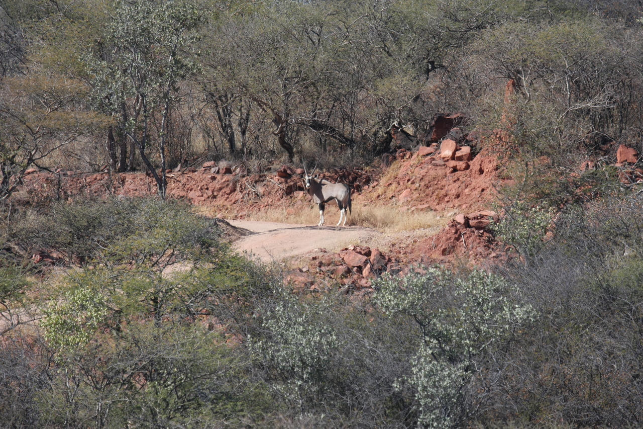 [5019] 2016_06_23_05_23_35_Africa_Canon_EOS_40D_IMG__00955.jpg