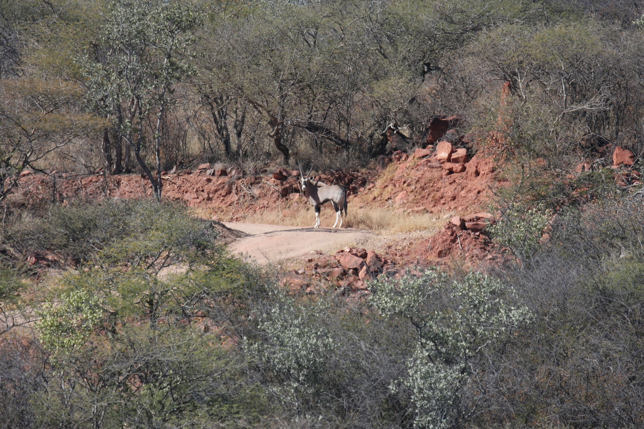 [5024] 2016_06_23_05_23_35_Africa_Canon_EOS_40D_IMG__08404.jpg