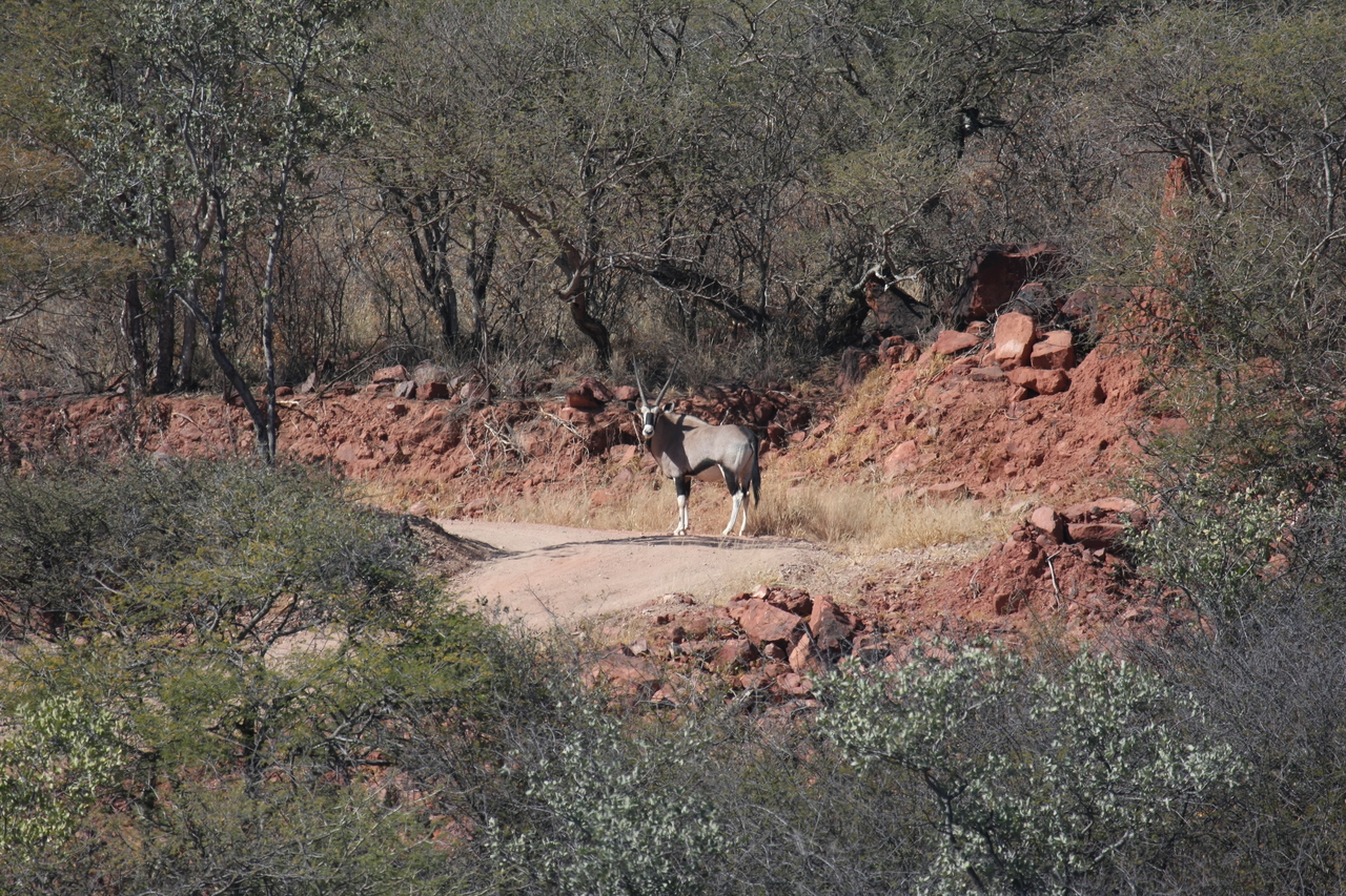 [5027] 2016_06_23_05_23_41_Africa_Canon_EOS_40D_IMG__00126.jpg