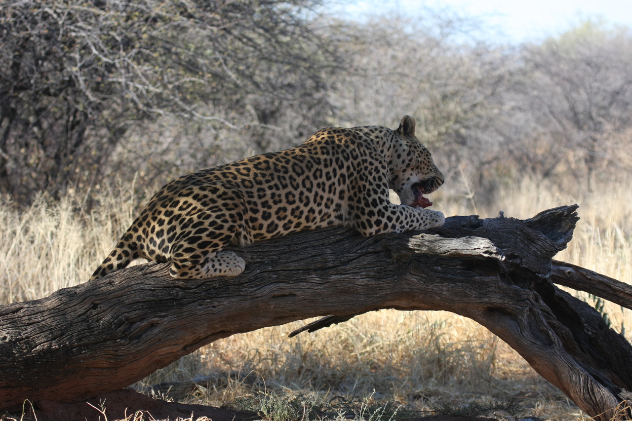 [5604] 2016_06_23_10_18_37_Africa_Canon_EOS_40D_IMG__08474.jpg