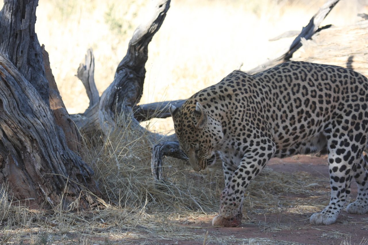 [5679] 2016_06_23_10_25_16_Africa_Canon_EOS_40D_IMG__08495.jpg