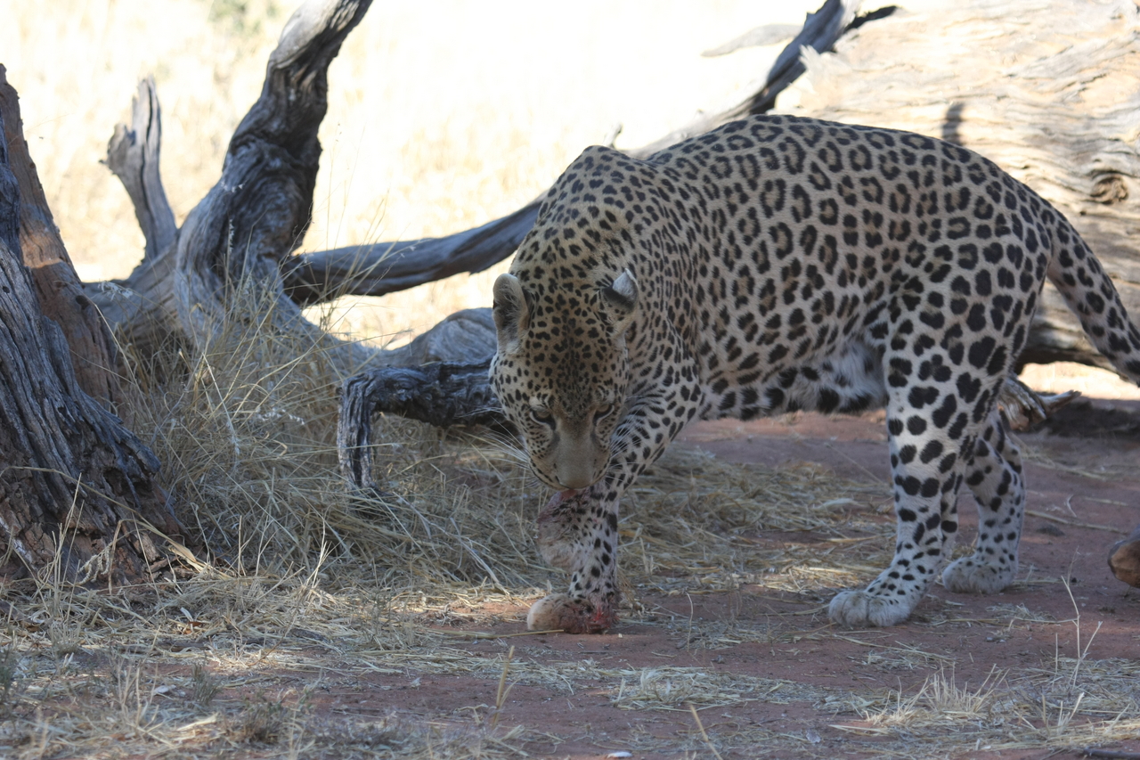 [5684] 2016_06_23_10_25_18_Africa_Canon_EOS_40D_IMG__01050.jpg