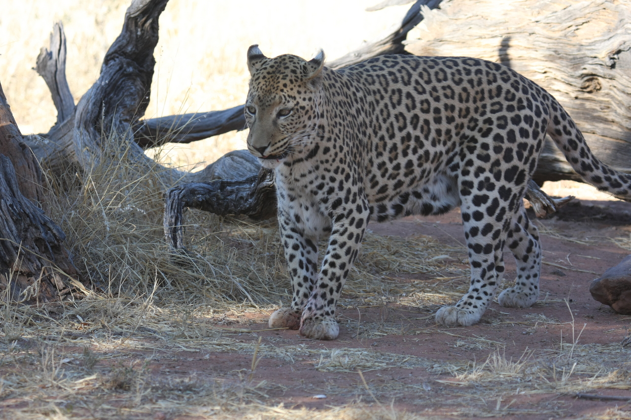 [5690] 2016_06_23_10_25_19_Africa_Canon_EOS_40D_IMG__00219.jpg