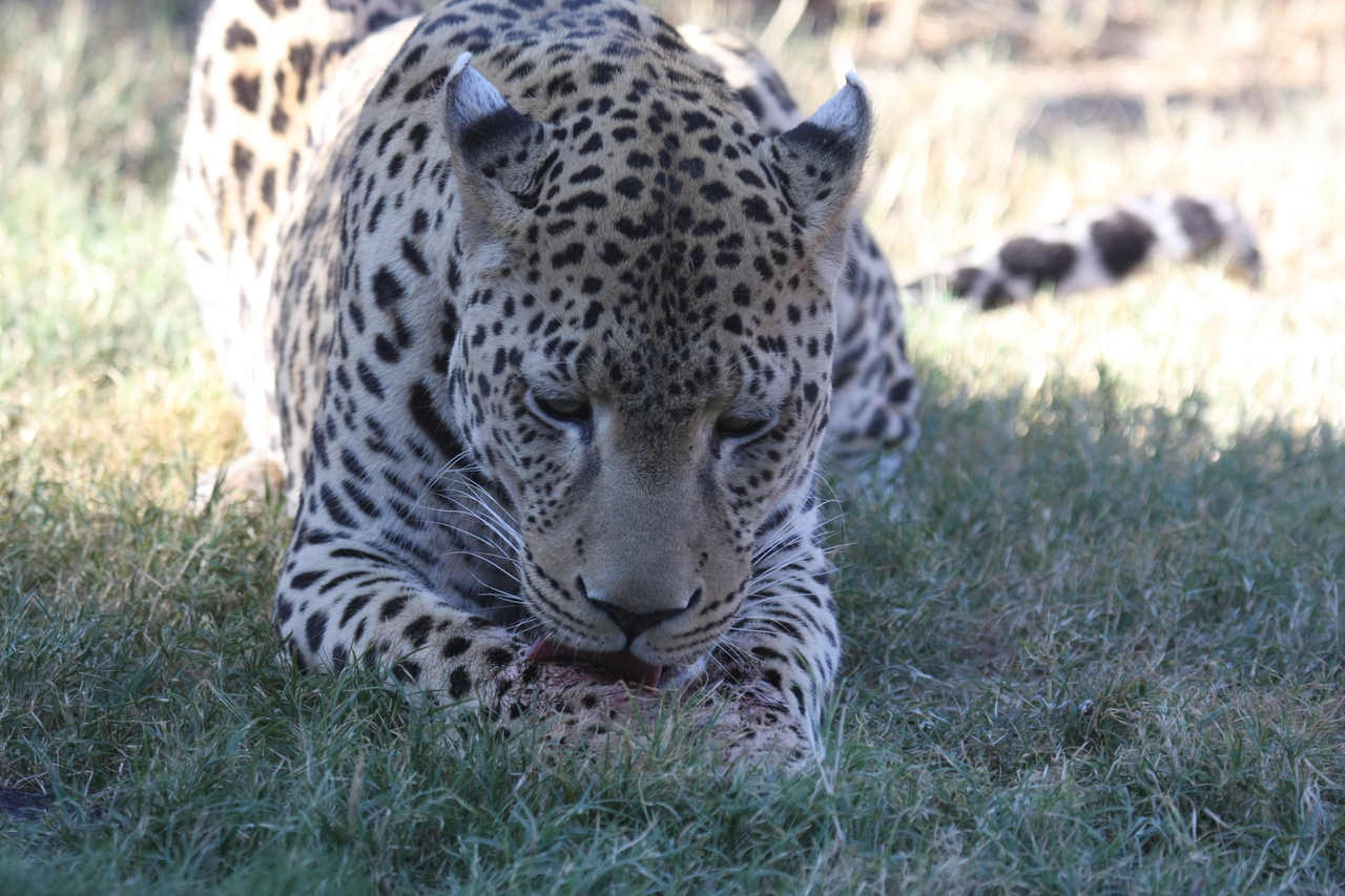 [5905] 2016_06_23_10_27_42_Africa_Canon_EOS_40D_IMG__00286.jpg