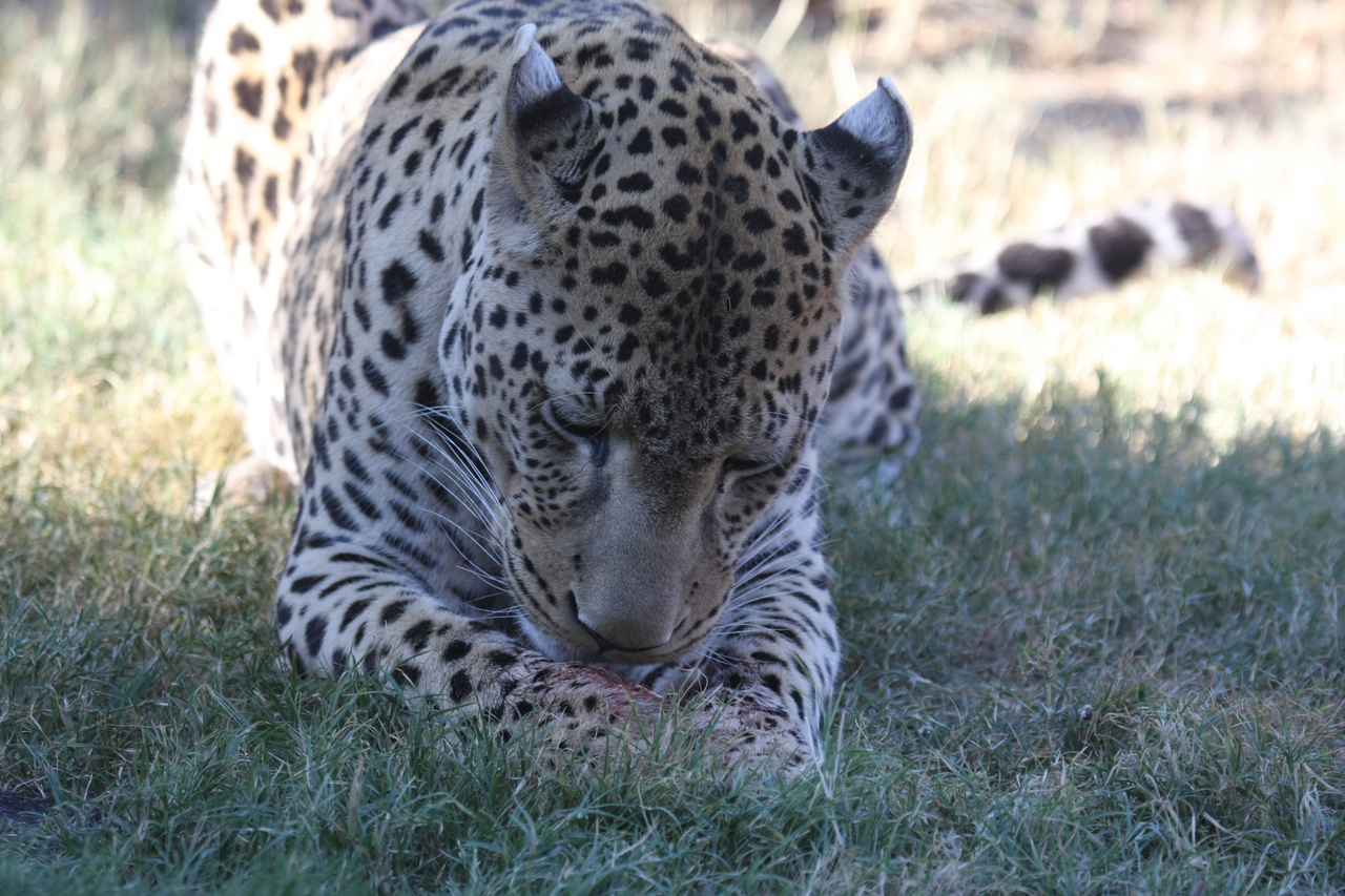 [5909] 2016_06_23_10_27_42_Africa_Canon_EOS_40D_IMG__01121.jpg