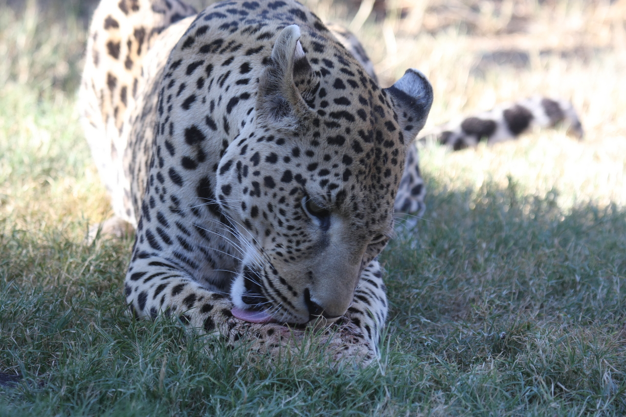 [5913] 2016_06_23_10_27_42_Africa_Canon_EOS_40D_IMG__08569.jpg