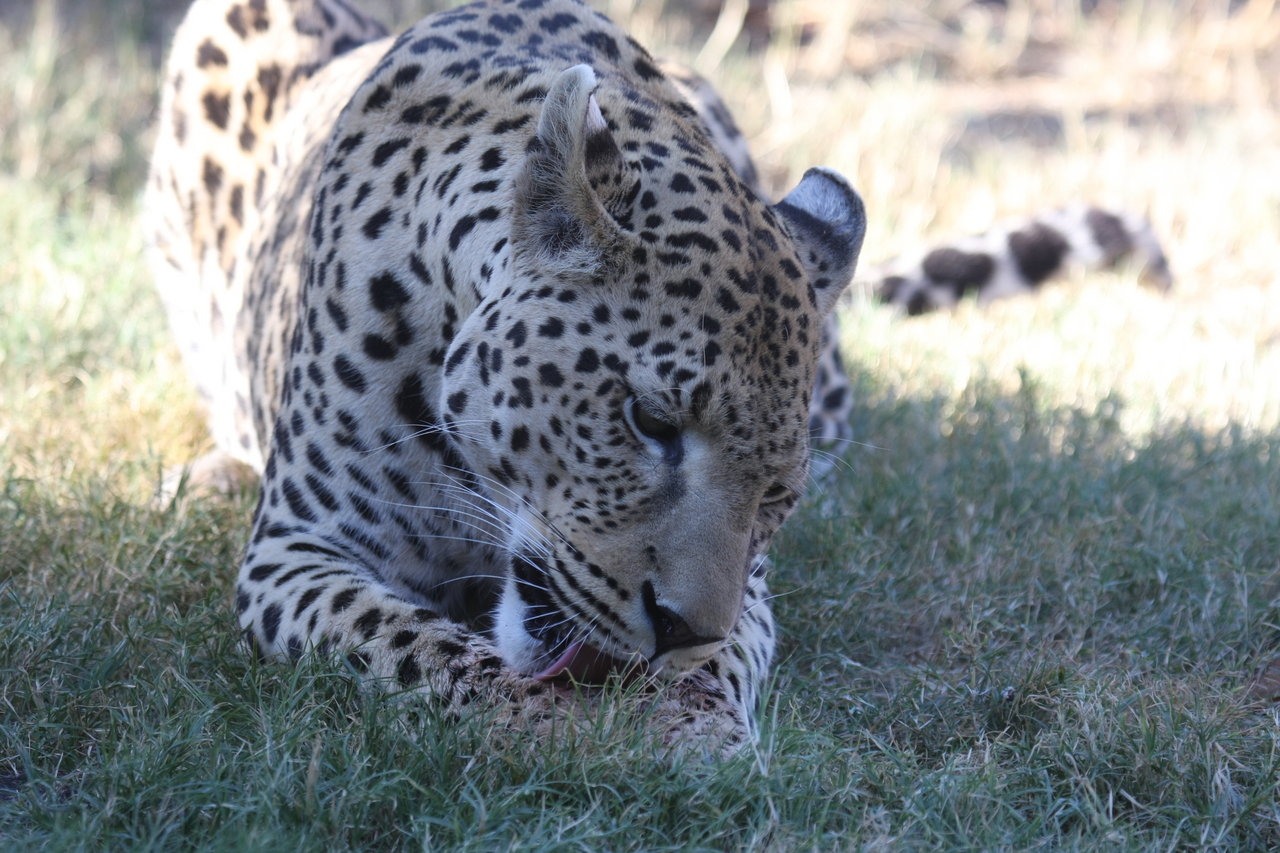 [5914] 2016_06_23_10_27_43_Africa_Canon_EOS_40D_IMG__00289.jpg