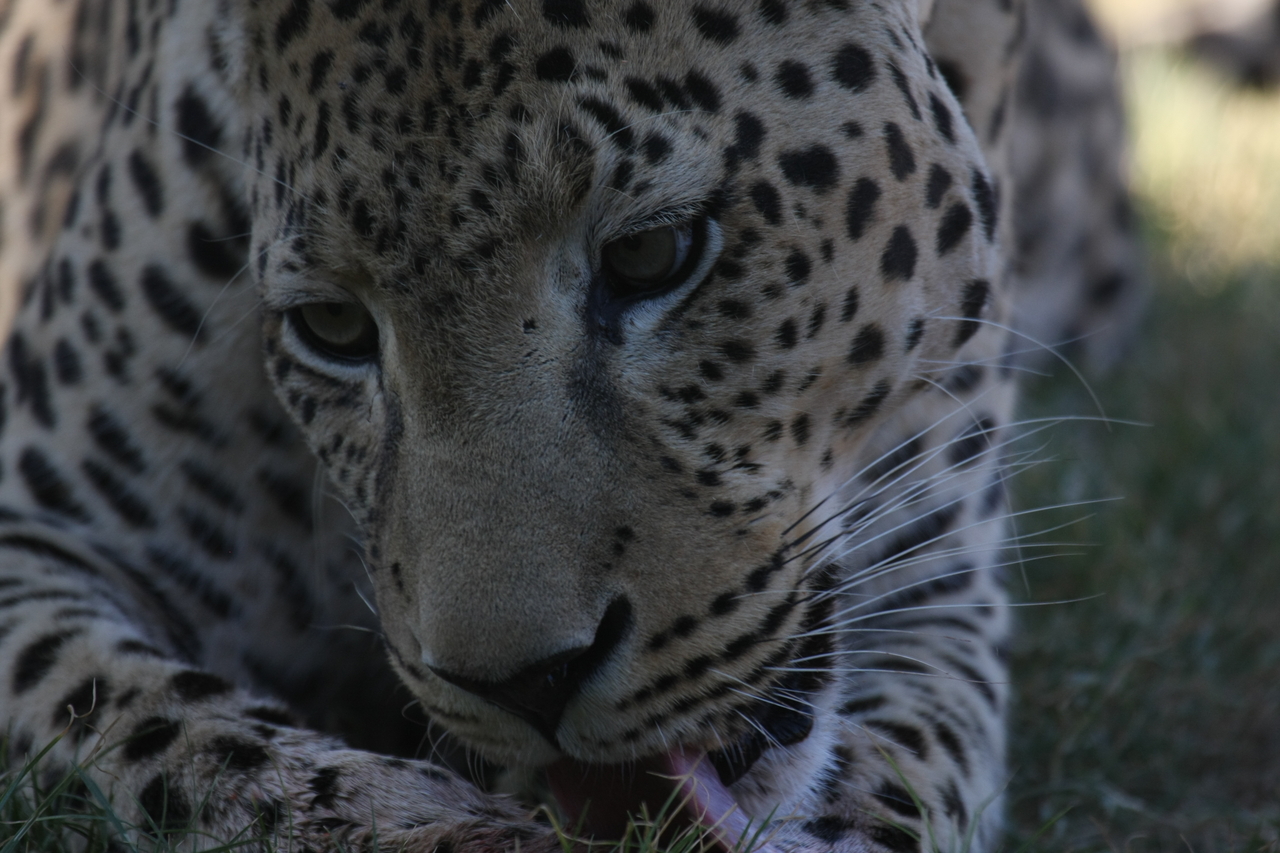 [5942] 2016_06_23_10_27_53_Africa_Canon_EOS_40D_IMG__00299.jpg