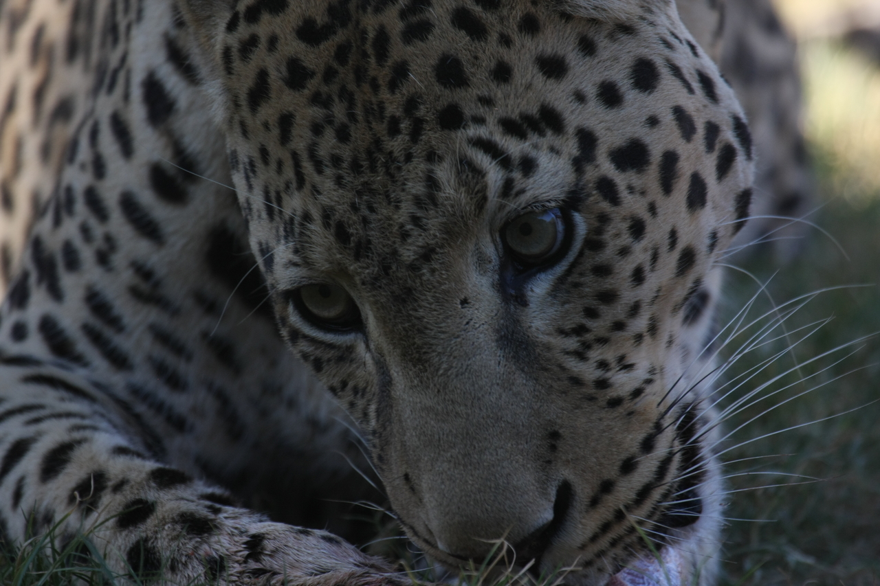 [5947] 2016_06_23_10_27_53_Africa_Canon_EOS_40D_IMG__08579.jpg