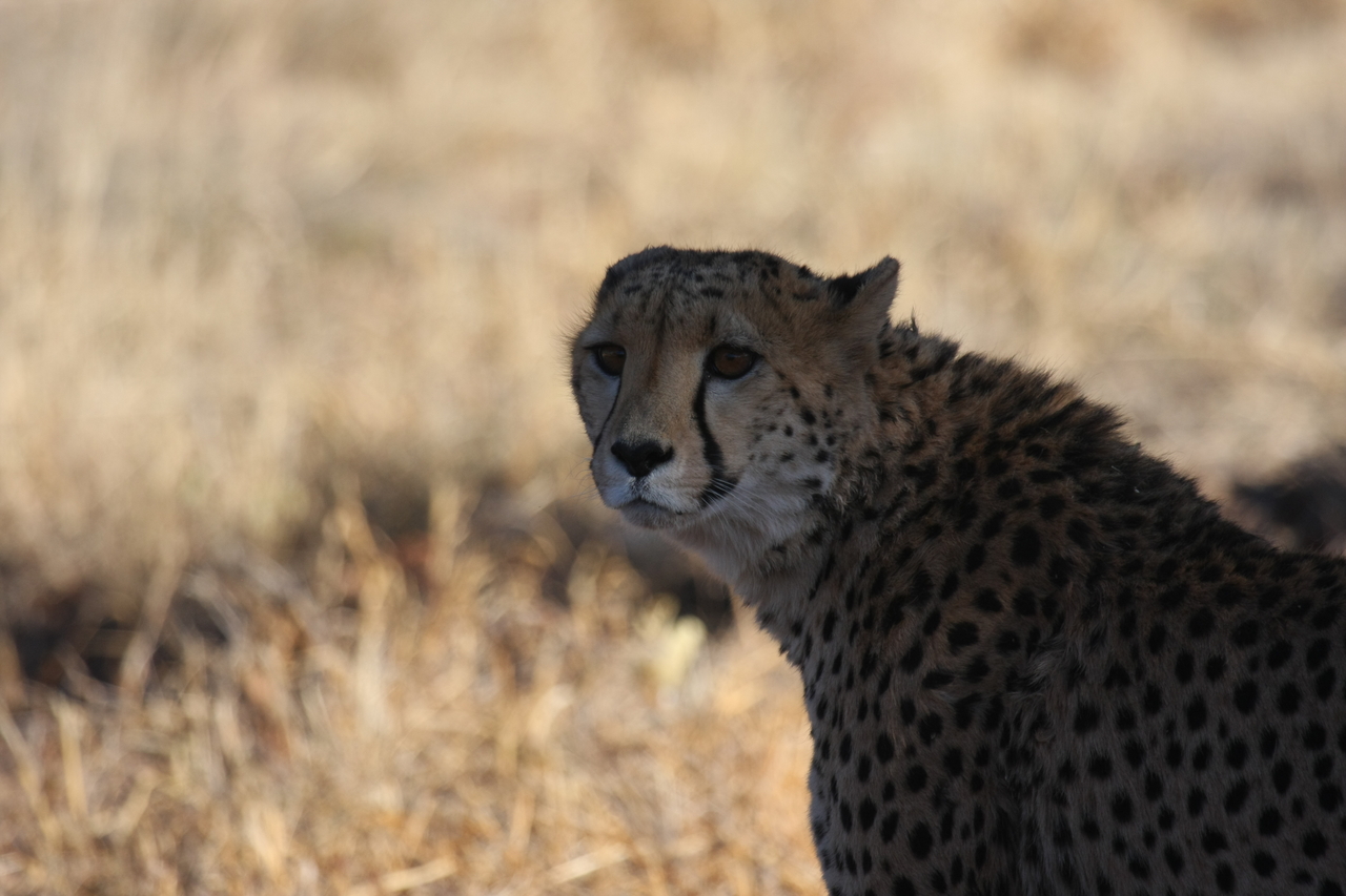 [6353] 2016_06_23_10_46_07_Africa_Canon_EOS_40D_IMG__08647.jpg