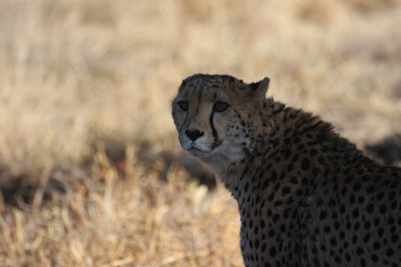 [6360] 2016_06_23_10_46_08_Africa_Canon_EOS_40D_IMG__01204.jpg