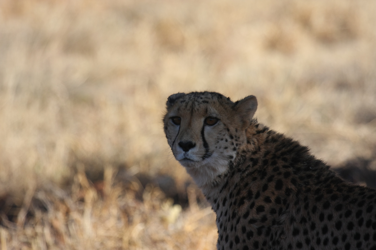 [6384] 2016_06_23_10_46_56_Africa_Canon_EOS_40D_IMG__08658.jpg