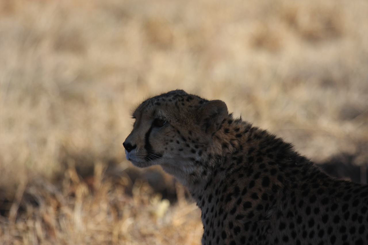 [6390] 2016_06_23_10_46_58_Africa_Canon_EOS_40D_IMG__08660.jpg