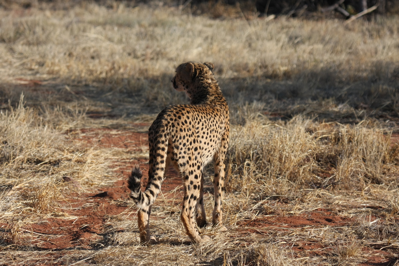 [6397] 2016_06_23_10_47_51_Africa_Canon_EOS_40D_IMG__01214.jpg