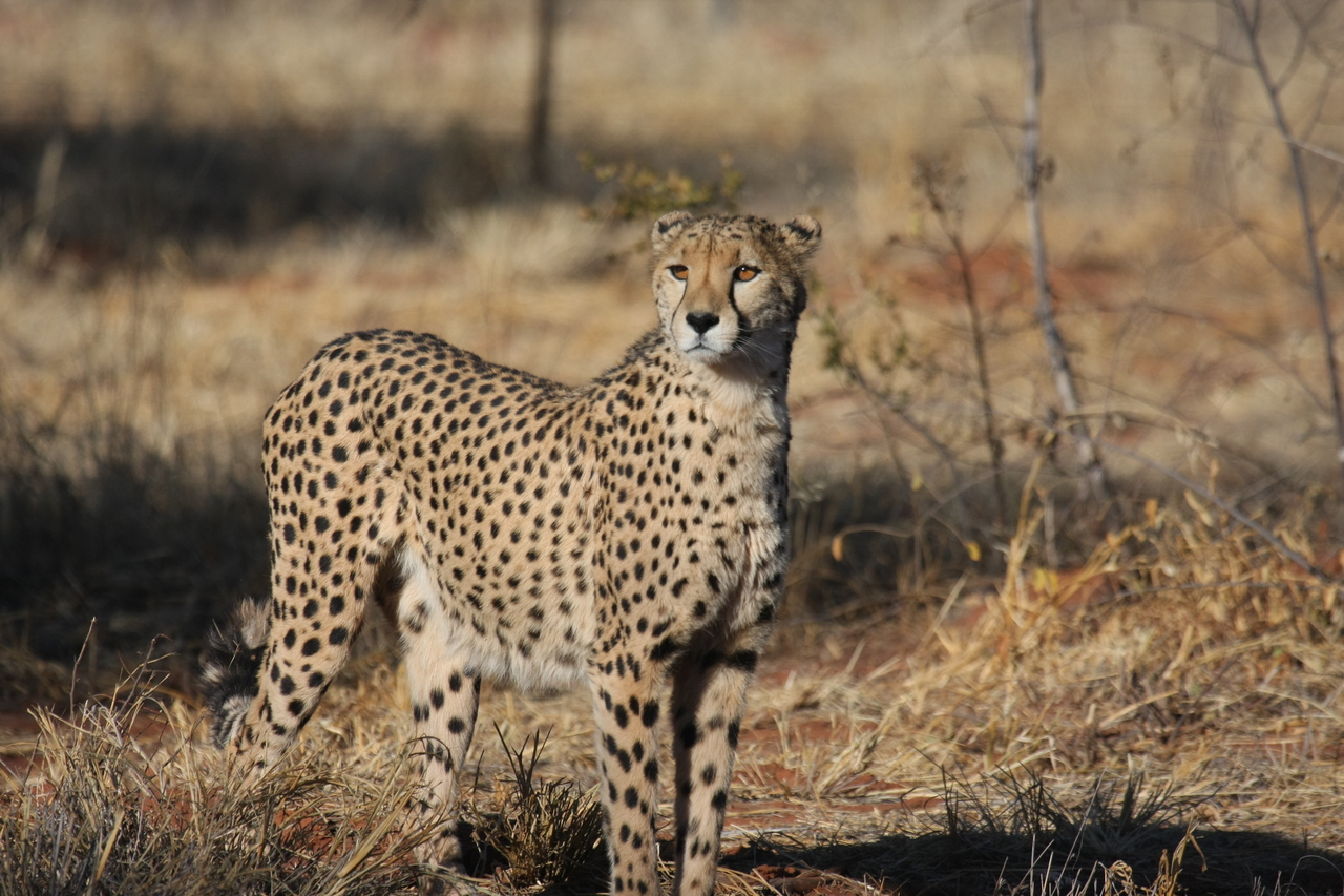 [6411] 2016_06_23_10_49_20_Africa_Canon_EOS_40D_IMG__01219.jpg