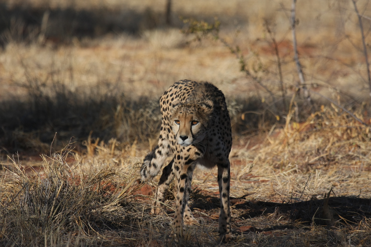 [6430] 2016_06_23_10_49_26_Africa_Canon_EOS_40D_IMG__08672.jpg