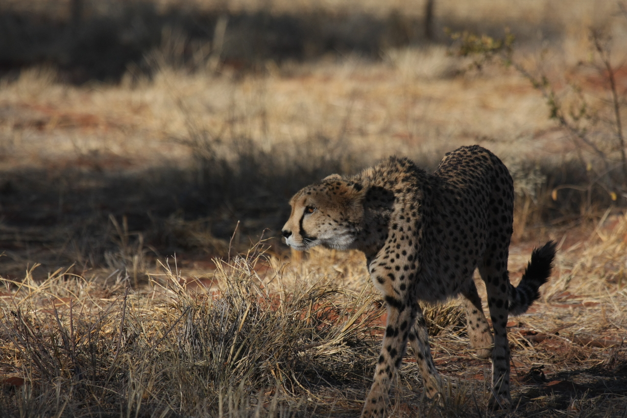 [6432] 2016_06_23_10_49_27_Africa_Canon_EOS_40D_IMG__00393.jpg