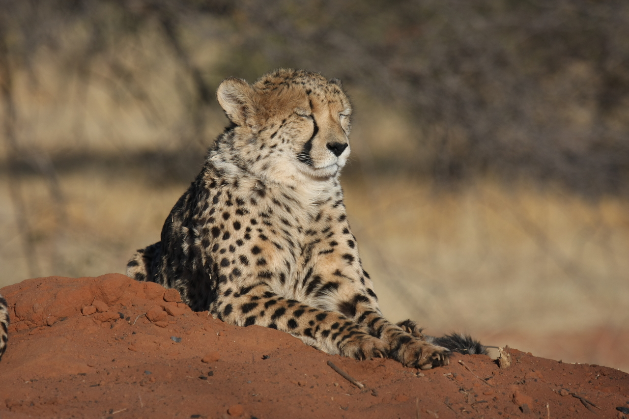 [6946] 2016_06_23_11_04_21_Africa_Canon_EOS_40D_IMG__08826.jpg