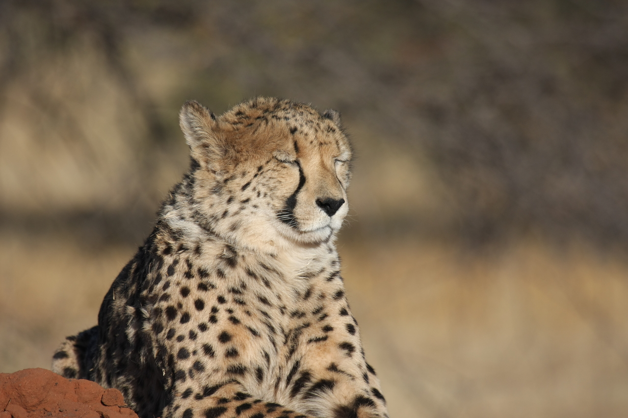 [6950] 2016_06_23_11_04_27_Africa_Canon_EOS_40D_IMG__00549.jpg