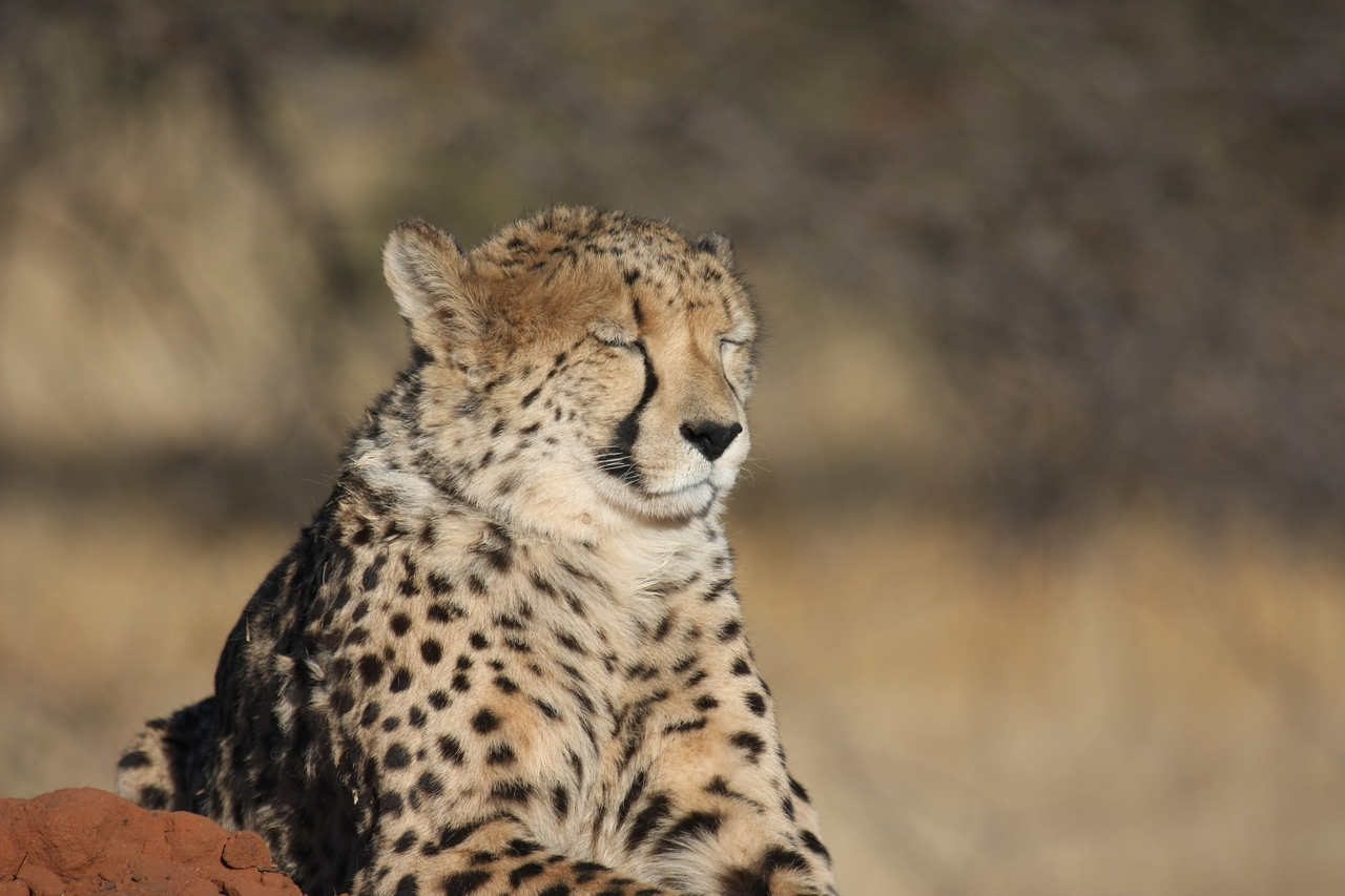 [6954] 2016_06_23_11_04_27_Africa_Canon_EOS_40D_IMG__08828.jpg