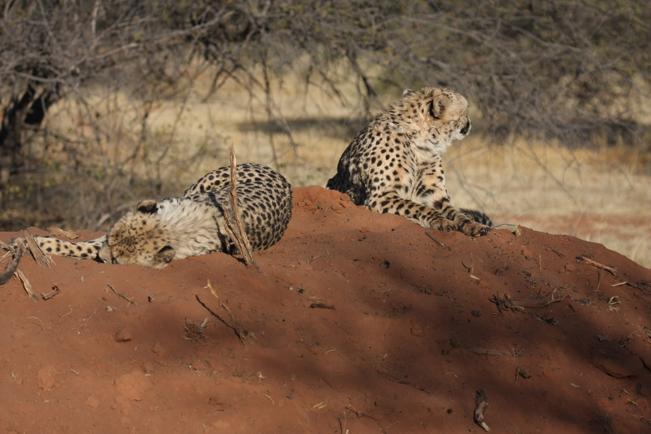 [7002] 2016_06_23_11_08_13_Africa_Canon_EOS_40D_IMG__00561.jpg