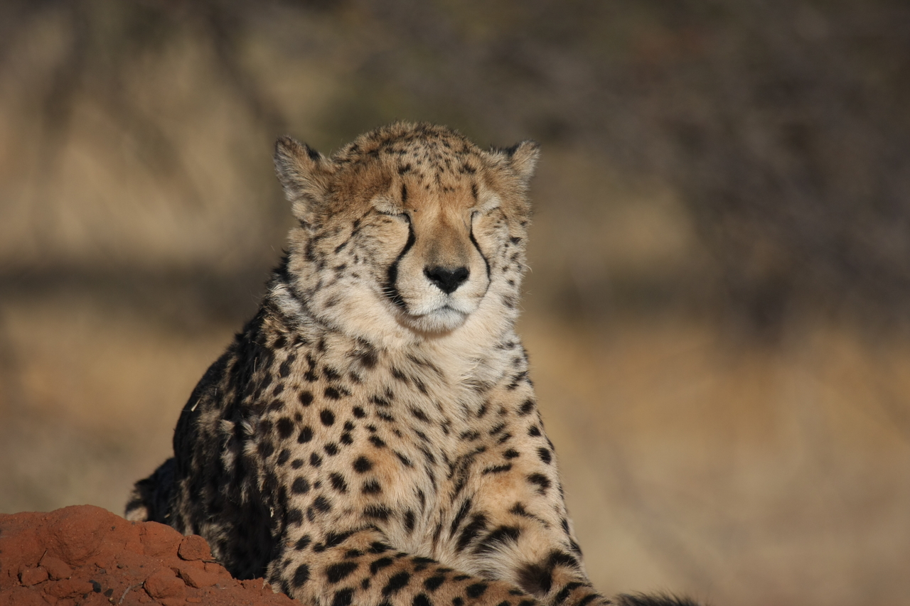 [7023] 2016_06_23_11_08_35_Africa_Canon_EOS_40D_IMG__00568.jpg