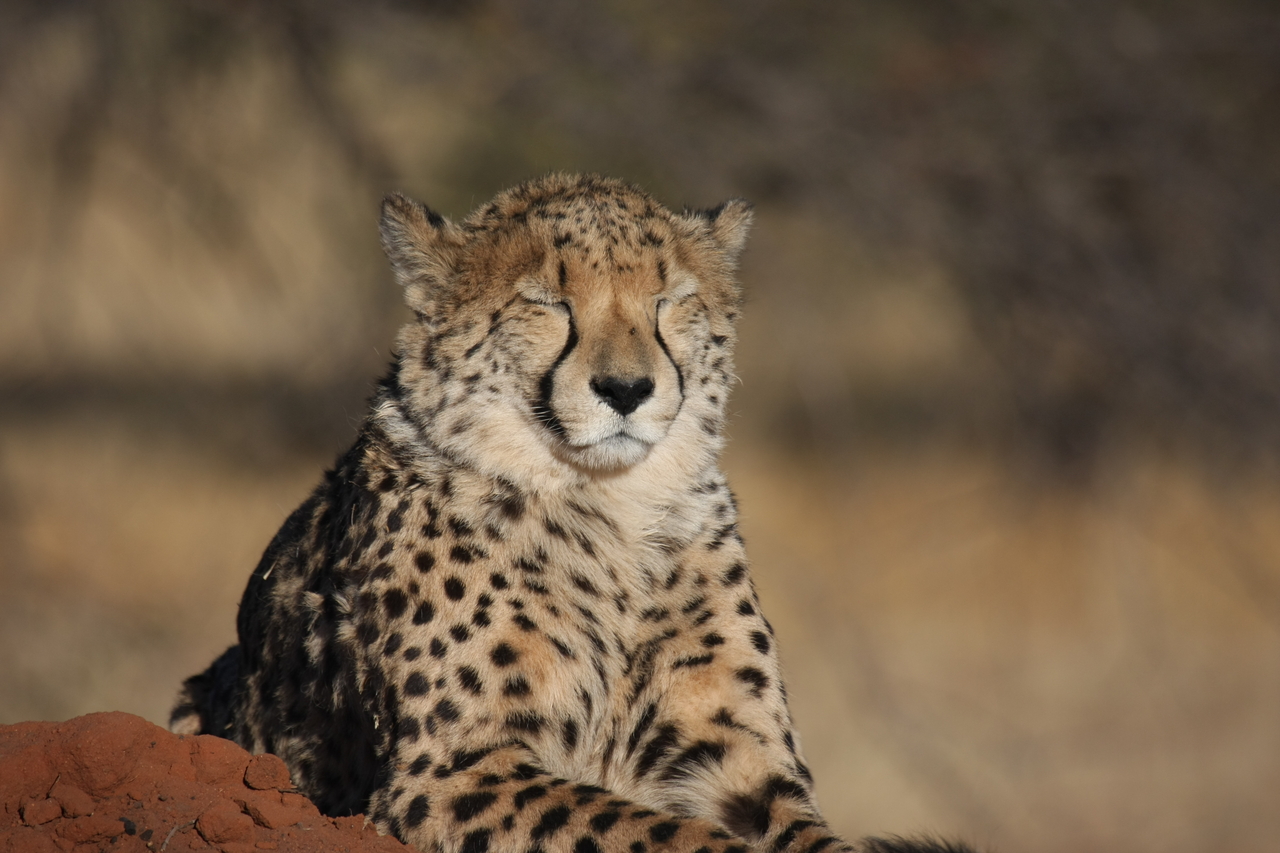 [7025] 2016_06_23_11_08_35_Africa_Canon_EOS_40D_IMG__00570.jpg