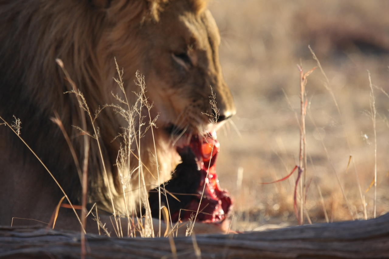 [7424] 2016_06_23_11_40_36_Africa_Canon_EOS_40D_IMG__00685.jpg