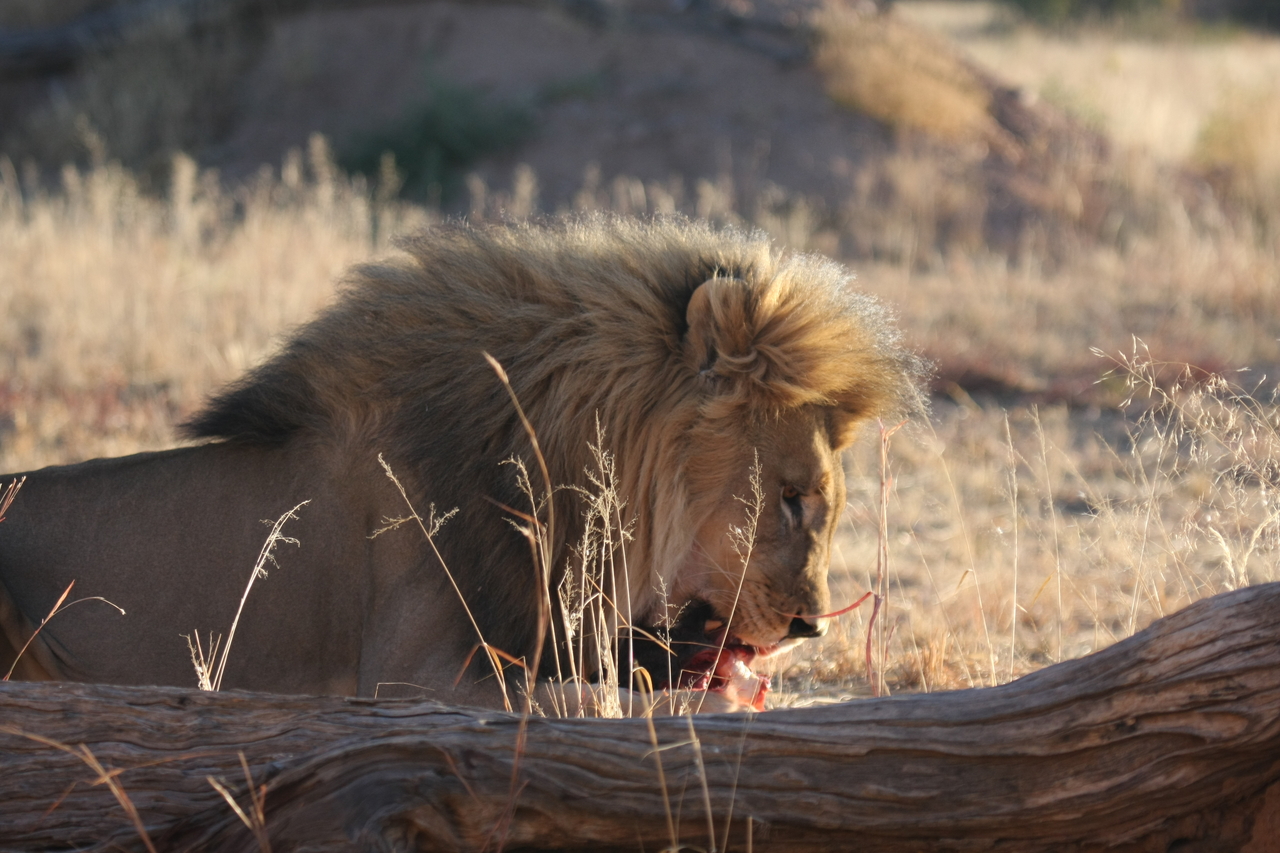 [7435] 2016_06_23_11_40_42_Africa_Canon_EOS_40D_IMG__00688.jpg