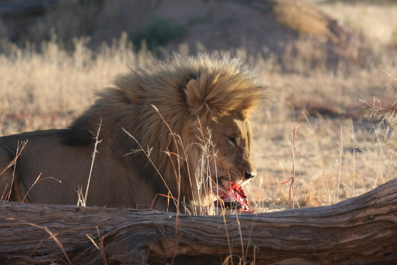 [7441] 2016_06_23_11_40_44_Africa_Canon_EOS_40D_IMG__00690.jpg