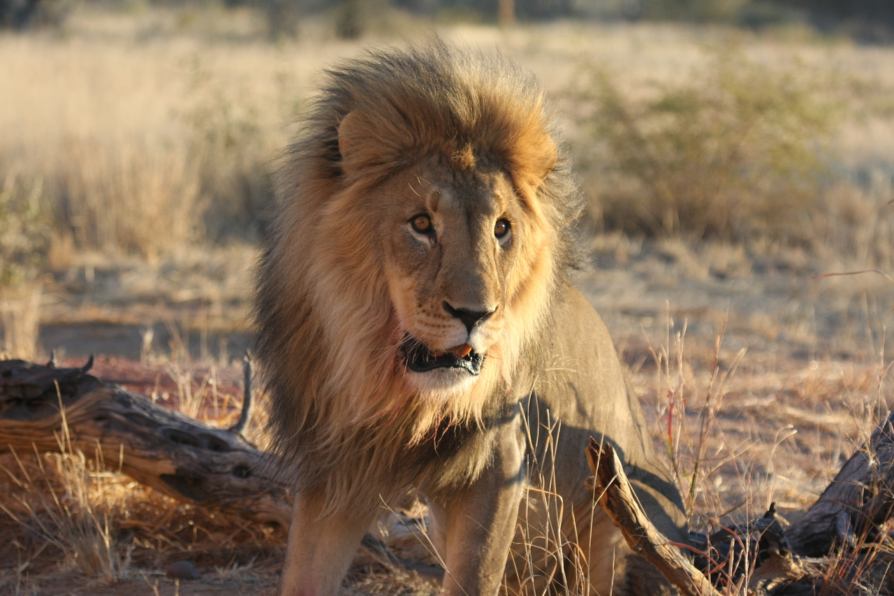 [8495] 2016_06_23_11_54_33_Africa_Canon_EOS_40D_IMG__00945.jpg