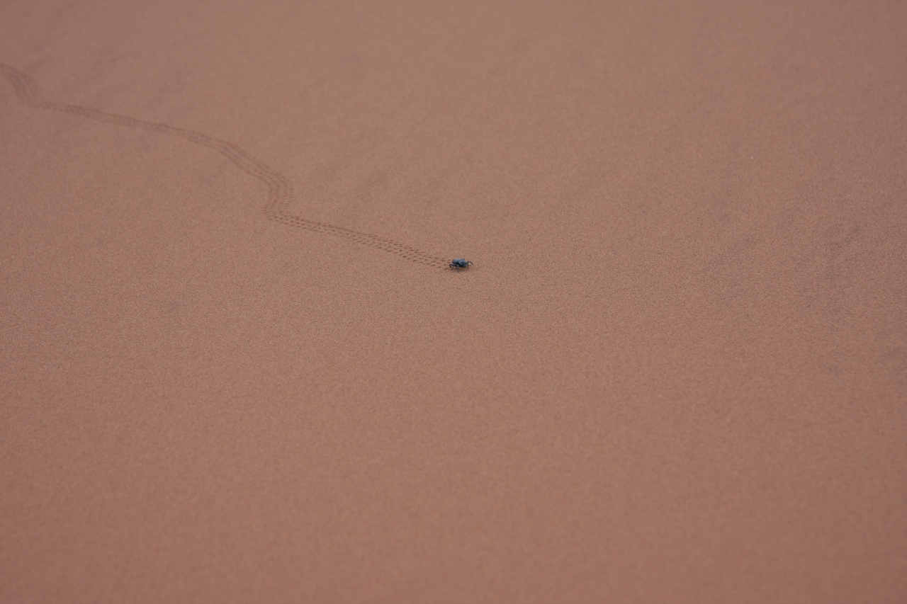 [14959] 2016_06_25_03_10_42_Africa_Canon_EOS_40D_IMG__02278.jpg