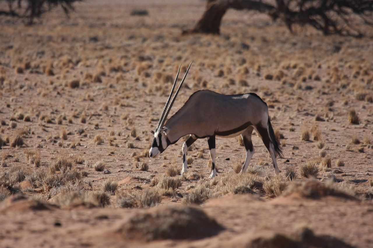[16059] 2016_06_25_09_55_07_Africa_Canon_EOS_40D_IMG__09636.jpg