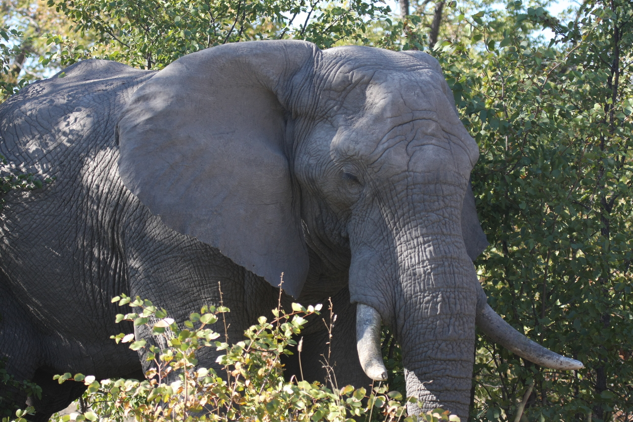 [17023] 2016_06_27_09_19_38_Africa_Canon_EOS_40D_IMG__02367.jpg