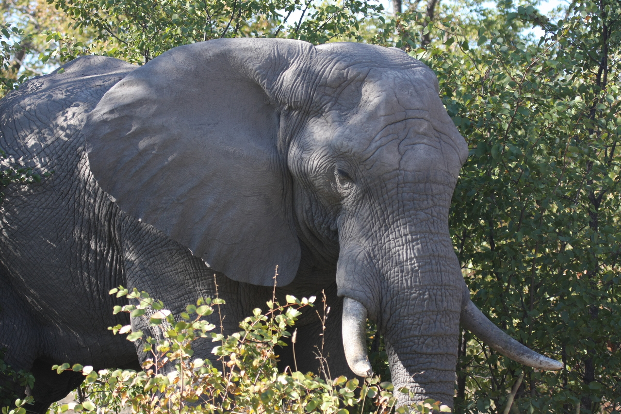 [17024] 2016_06_27_09_19_38_Africa_Canon_EOS_40D_IMG__02368.jpg