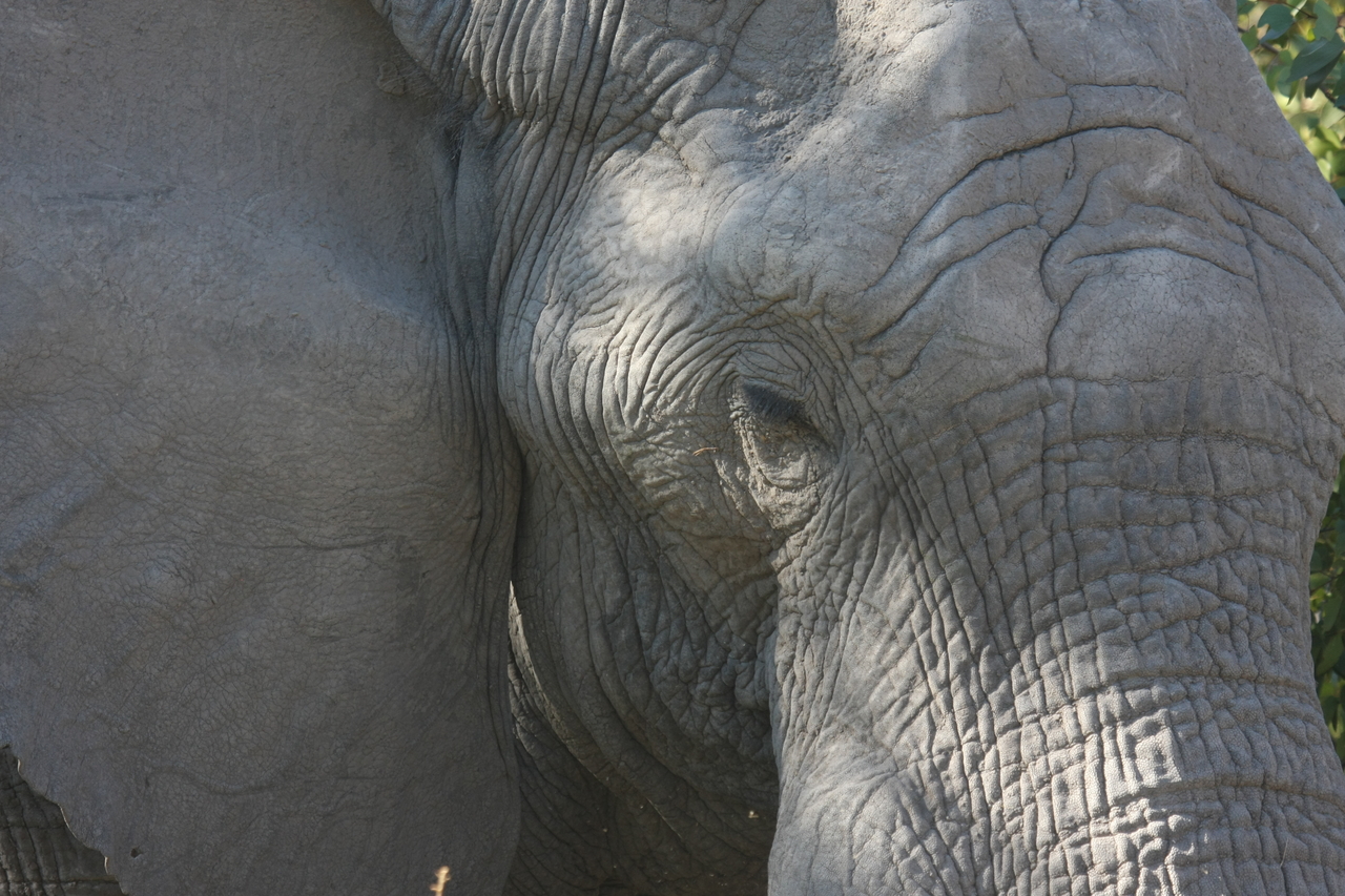 [17031] 2016_06_27_09_19_46_Africa_Canon_EOS_40D_IMG__02371.jpg