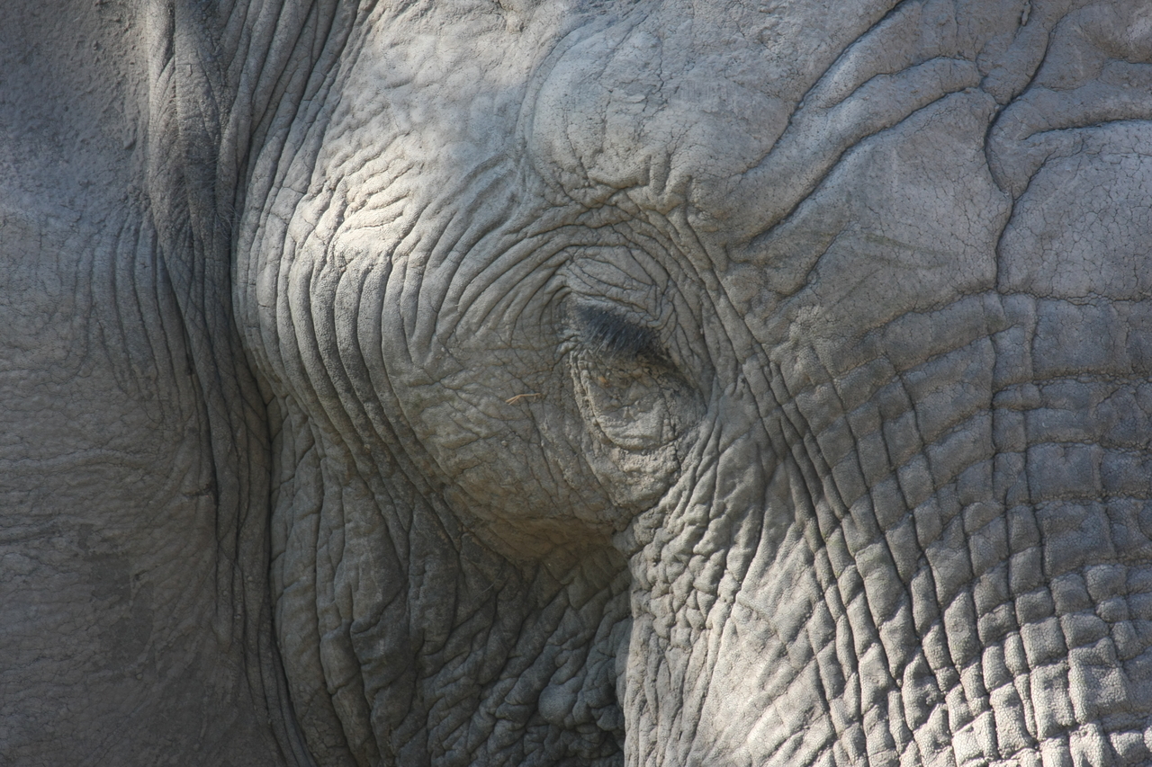 [17038] 2016_06_27_09_19_55_Africa_Canon_EOS_40D_IMG__09819.jpg