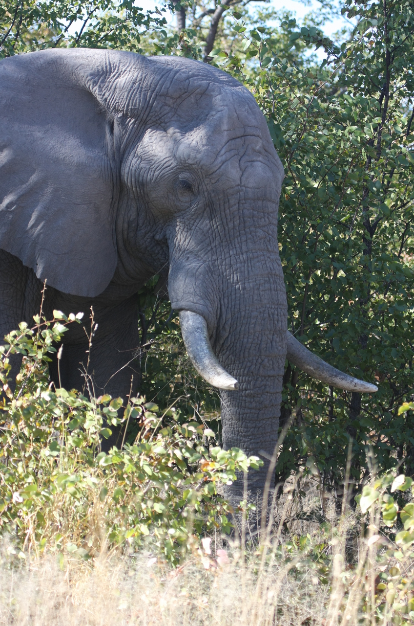 [17042] 2016_06_27_09_20_16_Africa_Canon_EOS_40D_IMG__02374.jpg