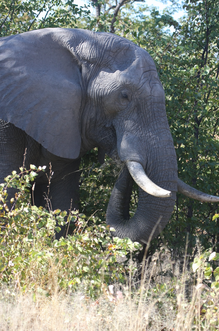 [17048] 2016_06_27_09_20_18_Africa_Canon_EOS_40D_IMG__02376.jpg