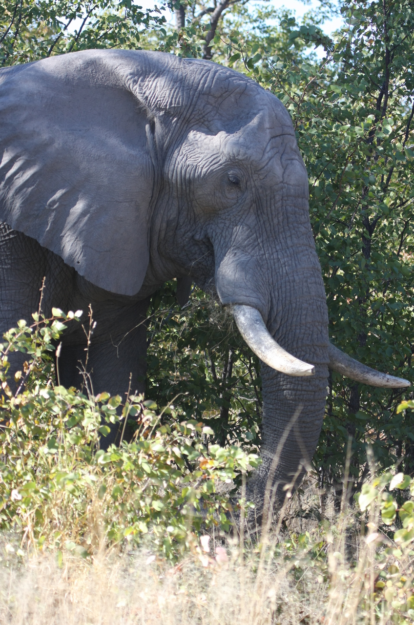 [17049] 2016_06_27_09_20_18_Africa_Canon_EOS_40D_IMG__02377.jpg