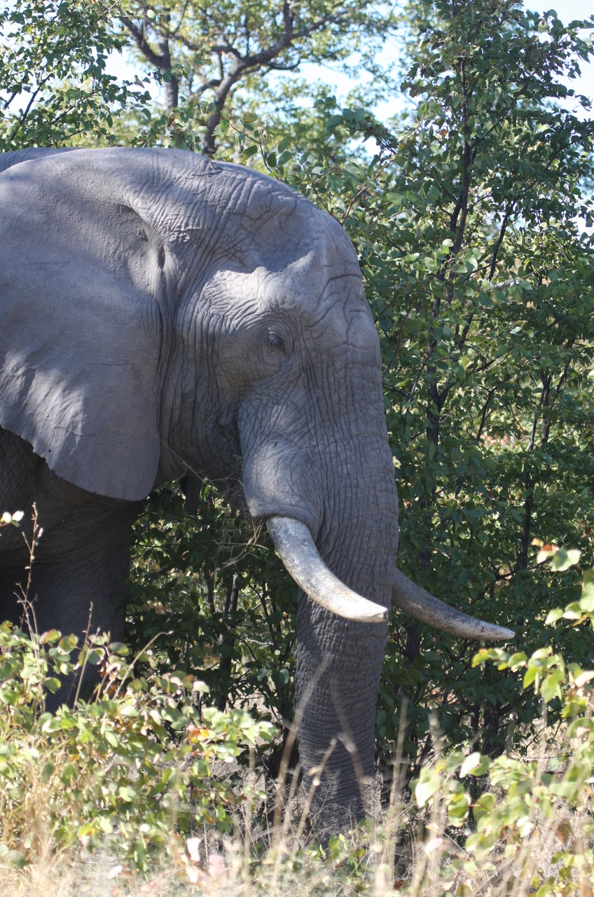 [17055] 2016_06_27_09_20_22_Africa_Canon_EOS_40D_IMG__02379.jpg