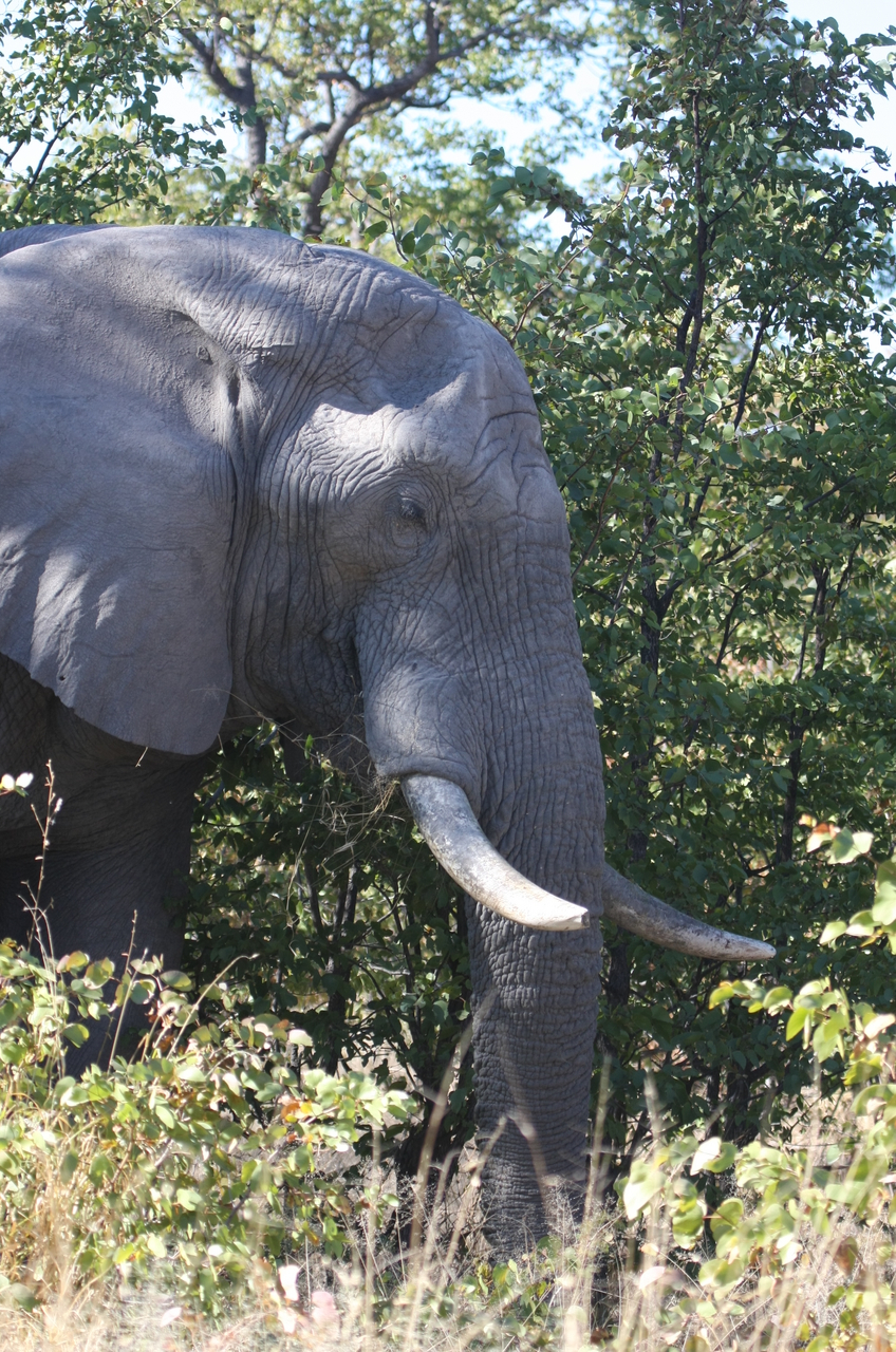 [17056] 2016_06_27_09_20_22_Africa_Canon_EOS_40D_IMG__09825.jpg