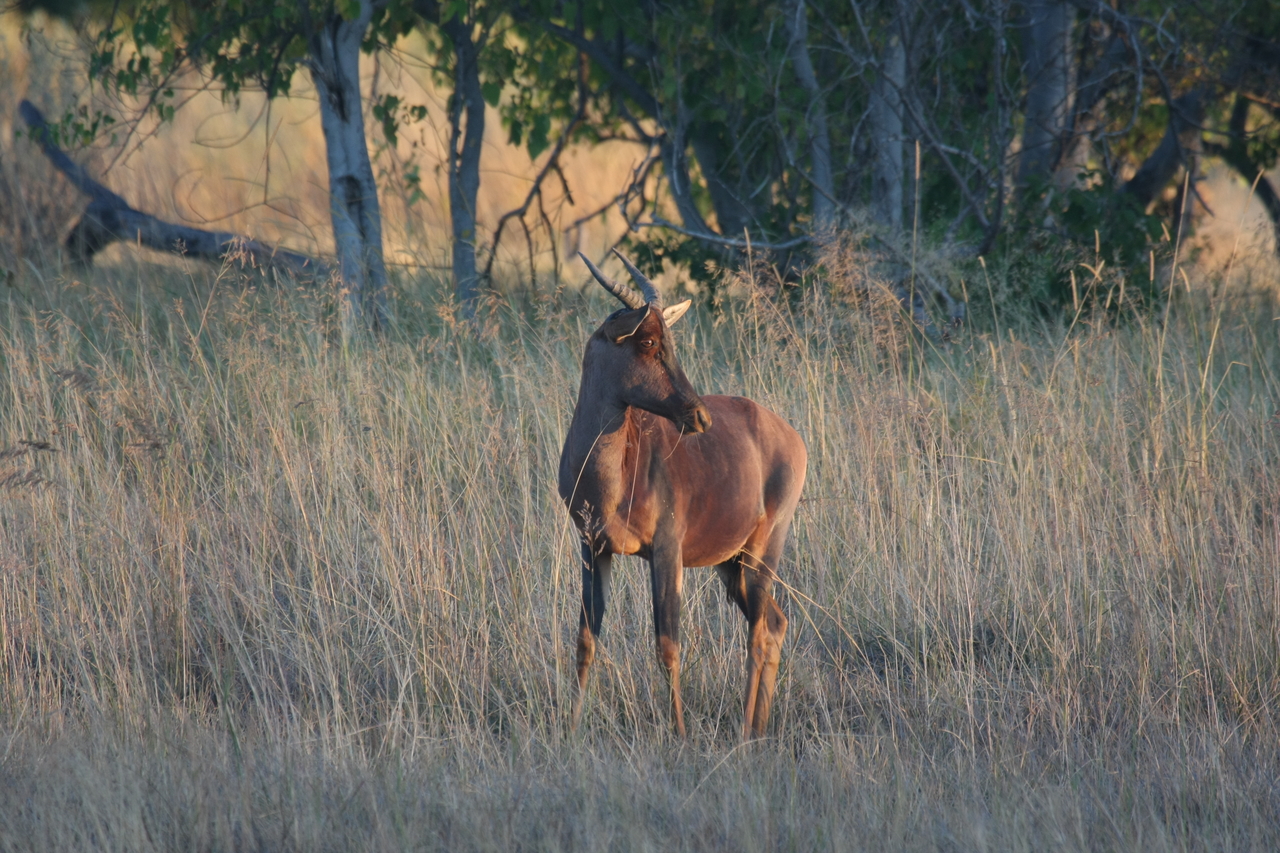 [17632] 2016_06_28_01_14_43_Africa_Canon_EOS_40D_IMG__00435.jpg