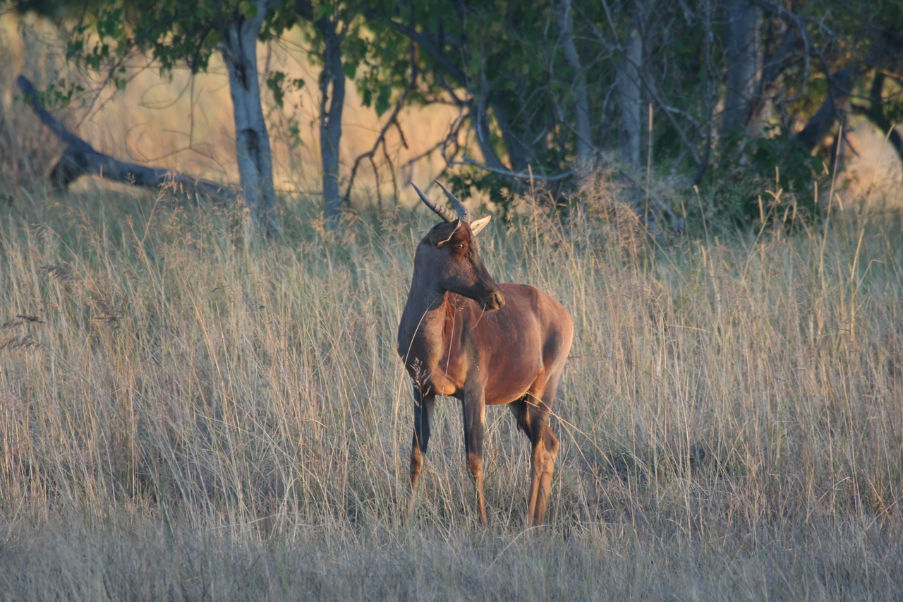 [17639] 2016_06_28_01_14_43_Africa_Canon_EOS_40D_IMG__10281.jpg