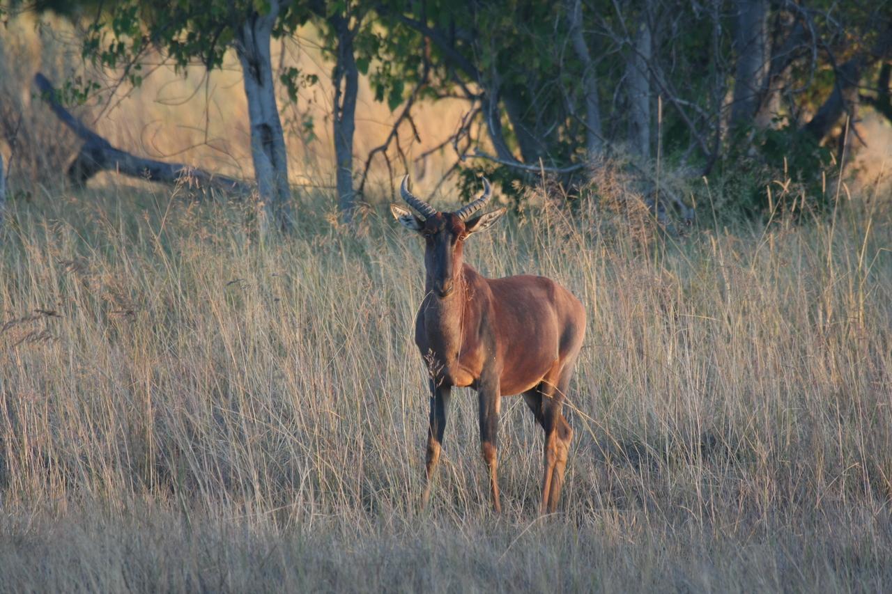 [17651] 2016_06_28_01_14_59_Africa_Canon_EOS_40D_IMG__10325.jpg